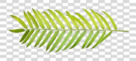 下载 Palm 水彩 Tropical Leaves PNG file