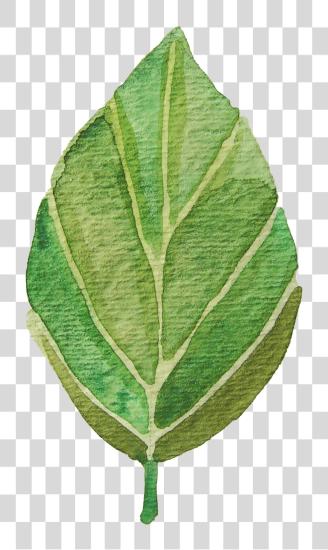 下载 Image Result 为了 水彩 Leaves Leaves 水彩 PNG file