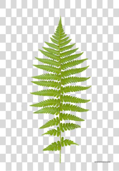 Download Ferns Leaf Fern PNG file