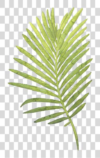 Download Large Piece Of Coco Leaves Hand Painted Watercolor PNG file