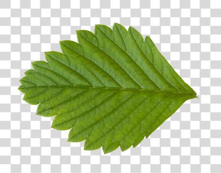 Download Vegetation Strawberry 01 Sunflower Leaf Texture PNG file