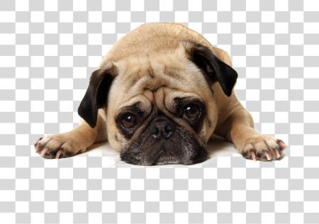 Download Thug Life Pug Sad Dog Jpg PNG file