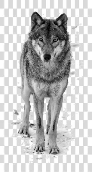 Download Howling Wolf blanco Wolf PNG file