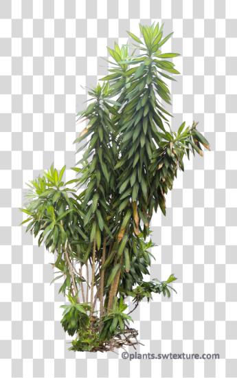 Download Plant Pictures Dracaena Reflexa Tropical Plants Tropical PNG file