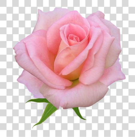 下载 粉红色 Rose English Rose PNG file