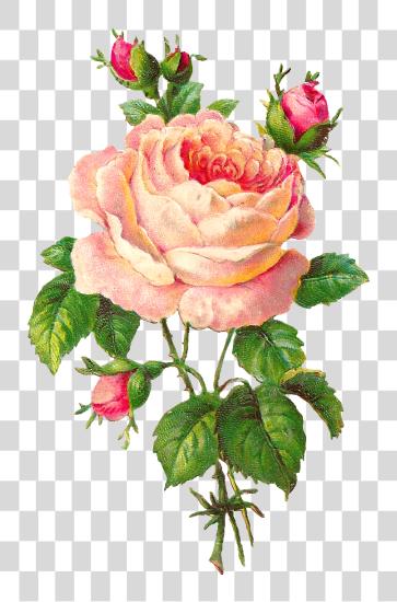 Download Pink Rose Rose Flower Vintage PNG file