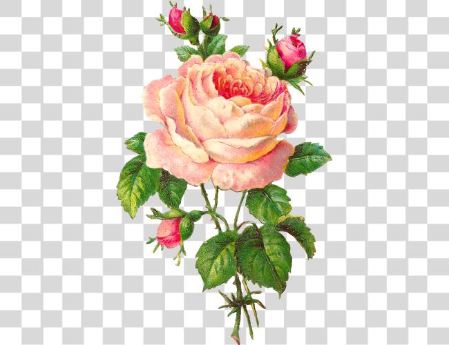 Download Pink Rose Rose Flower Vintage Clip Art