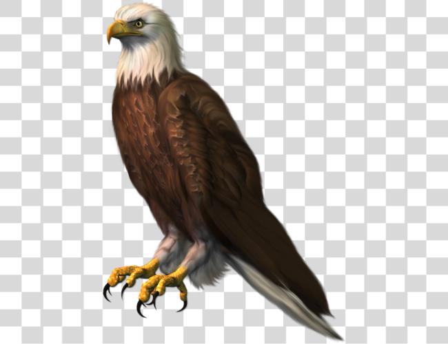 Download Eagle Transparentpicture Eagle For Picsart Clip Art