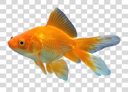 Download Goldfish Goldfish Fish PNG file