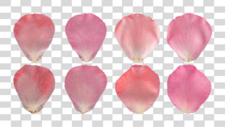 Download Flower Petals Pink Pink Rose Petal Texture PNG file