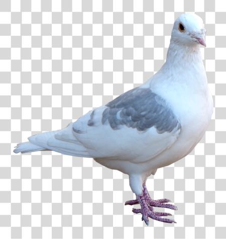 Download White Pigeon Image Bird Pigeon PNG file