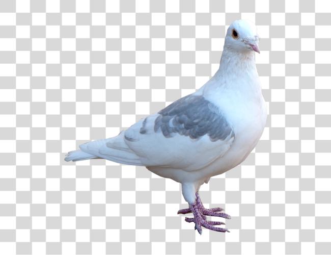 Download White Pigeon Image Bird Pigeon Clip Art