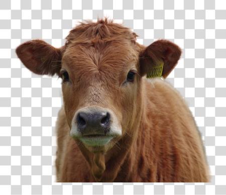 下载 Cow Image 棕色 Cows PNG file