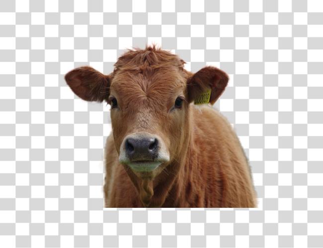 Download Cow Image Brown Cows Clip Art