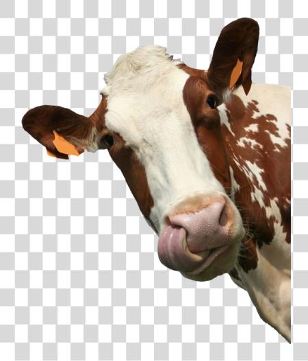 下载 Cow Sticker Cow Portrait Photography PNG file