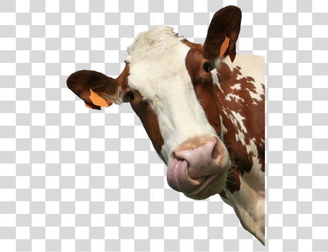 Download Cow Sticker Cow Portrait Photography Clip Art