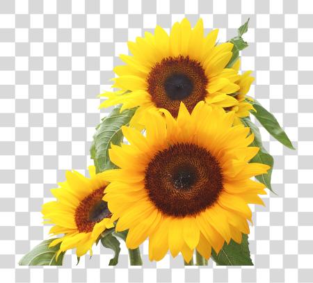 Download Sunflower Xur Yellow Flowers PNG file