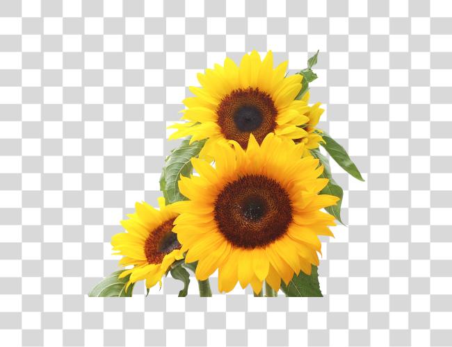 Download Sunflower Xur Yellow Flowers Clip Art