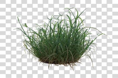 下载 Tuft Of Grass PNG file