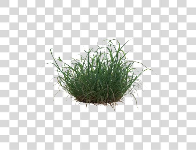 Download Tuft Of Grass Clip Art