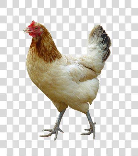 Download White Chicken Image Chickens PNG file