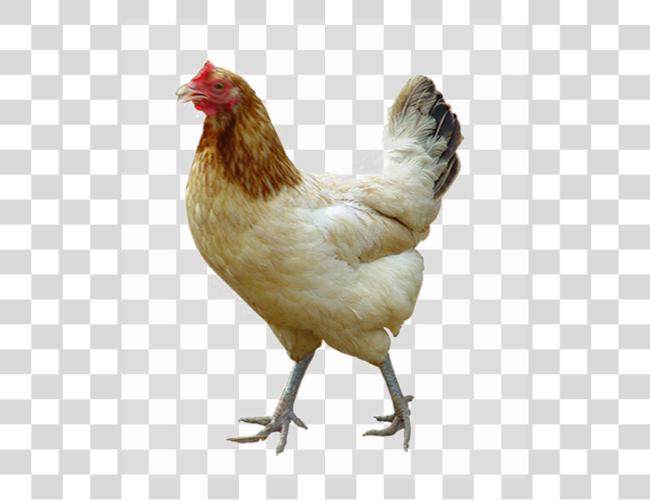 Download White Chicken Image Chickens Clip Art