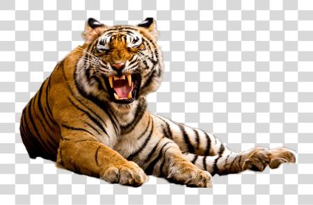 Download Tiger Image Madhya Pradesh Tiger PNG file