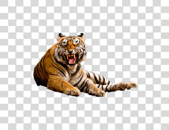 下载 Tiger Image Madhya Pradesh Tiger Clip 艺术