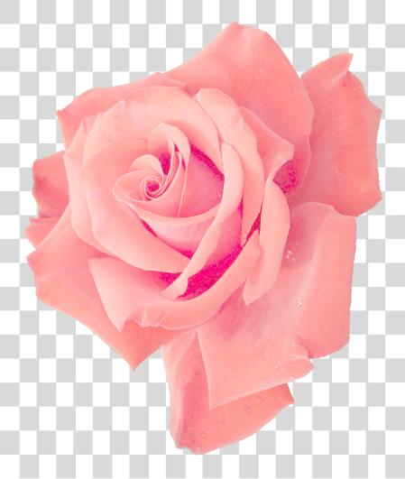 下载 File Size 粉红色 Rose PNG file