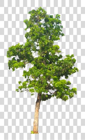 下载 Tree Image Tree PNG file