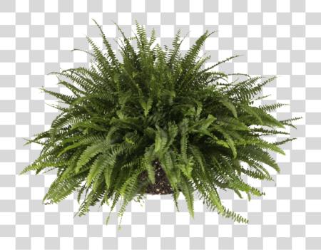 下载 Sword Fern Balcony Plants PNG file