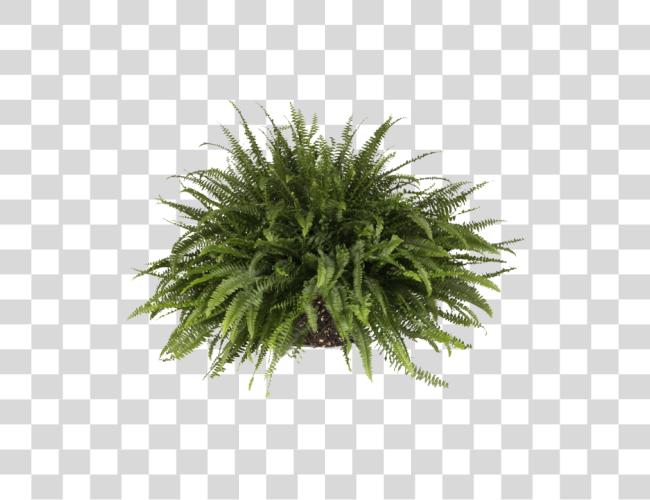 Download Sword Fern Balcony Plants Clip Art