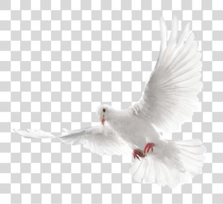 Download White Flying Pigeon Image Eid Mubarak Cb Editing PNG file