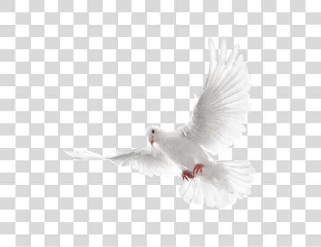 Download White Flying Pigeon Image Eid Mubarak Cb Editing Clip Art