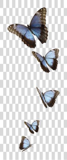 Download azul mariposa PNG file