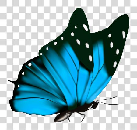 Download Butterfly Clipart Image Butterfly Full PNG file