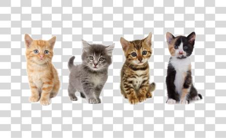 Download Kitten Image Cats And Kittens PNG file