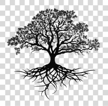 Download Tree Of Roots Oak Drawing PNG file