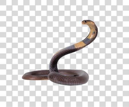 下载 Snake PNG file