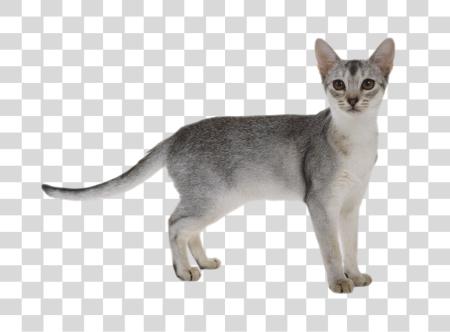 Download Gray Tabby gato Domestic Feline Pet animal PNG file