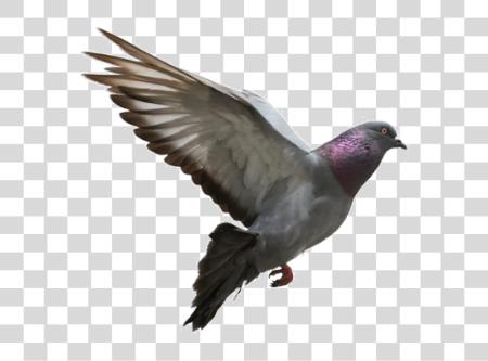 下载 Pigeon PNG file