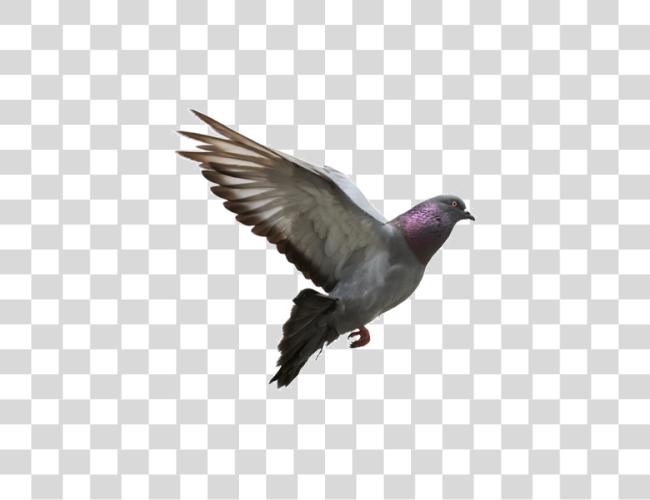 تحميل Pigeon مقطوعة فن