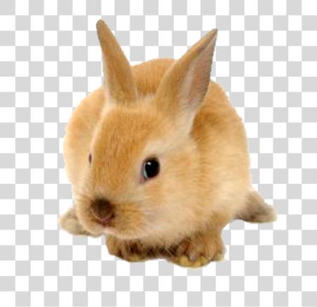 Download Rabbit PNG file