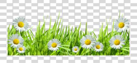 Download Spring Flowers and Daisies on Green Grass PNG file