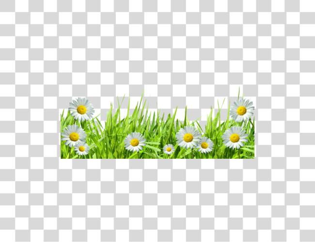 Download primavera flores y Daisies en verde Grass Clip arte