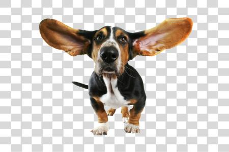 Download Basset Hound Playful Puppy Portrait with Large Ears PNG file