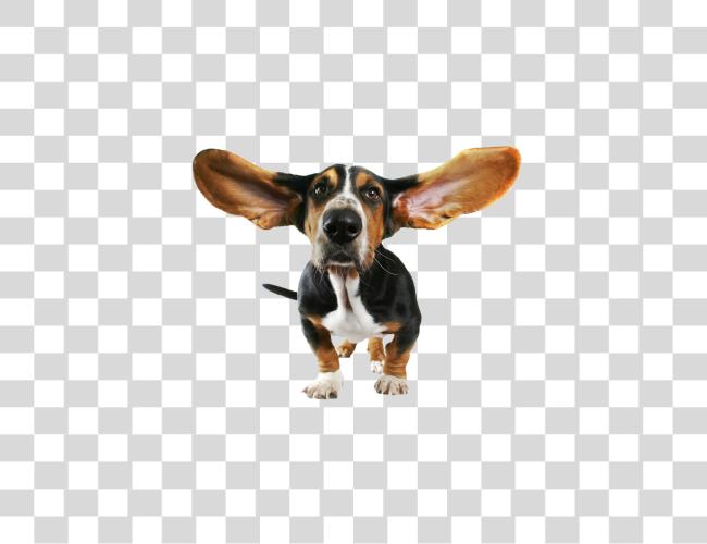 Download Basset Hound juguetón cachorro Portrait con grande orejas Clip arte