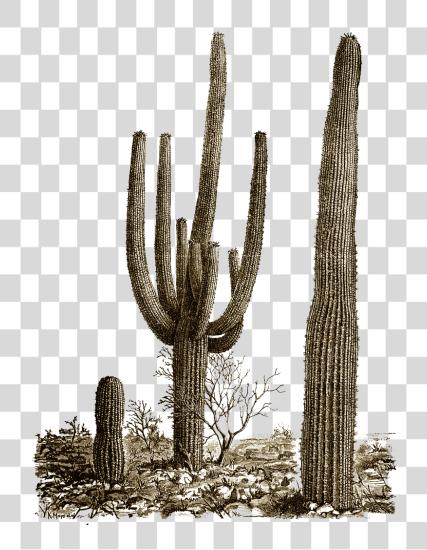 Download Cactus and Saguaro in Desert Flora and Landscapes PNG file