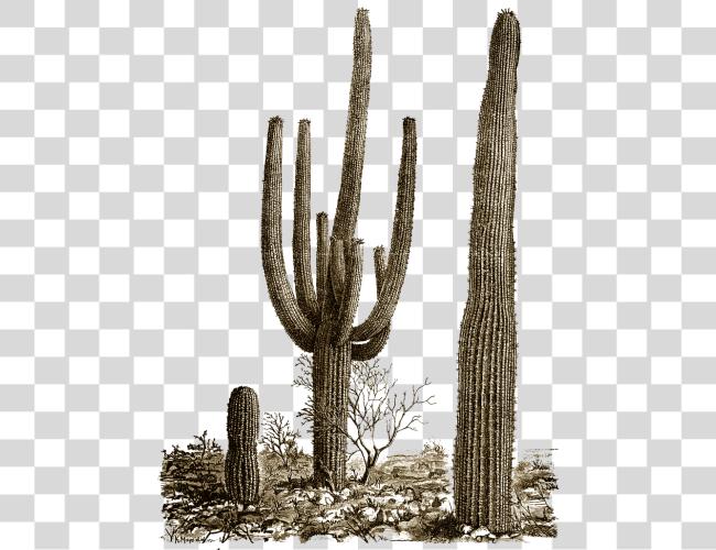 Download Cactus and Saguaro in Desert Flora and Landscapes Clip Art