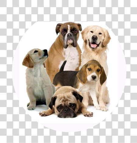 Download Dog Breeds and Canine Behavior Insights PNG file